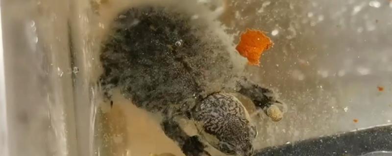 乌龟水霉病如何防治，可使用3-5%食盐水浸浴
