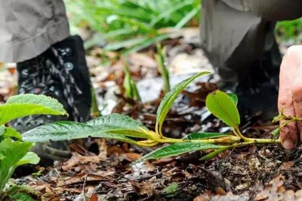 花卉压条繁殖方法，可采用普通压条法、堆土压条法和高枝压条法