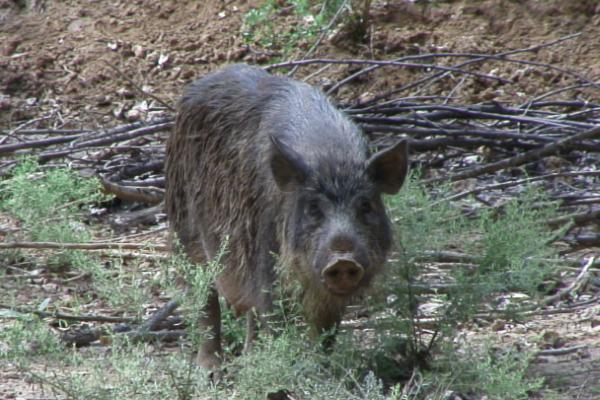野猪的生活习性，喜欢过群居生活且随着食物和气候条件而变迁