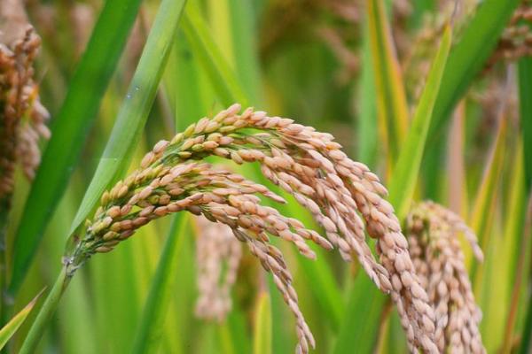 荃两优427水稻种子特征特性，籼型两系杂交水稻品种
