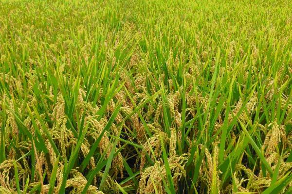 瀚香优桂占水稻品种的特性，全生育期晚稻118.8天