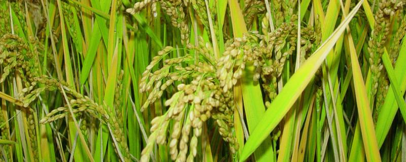 韵两优633水稻种子特点，籼型两系杂交水稻品种