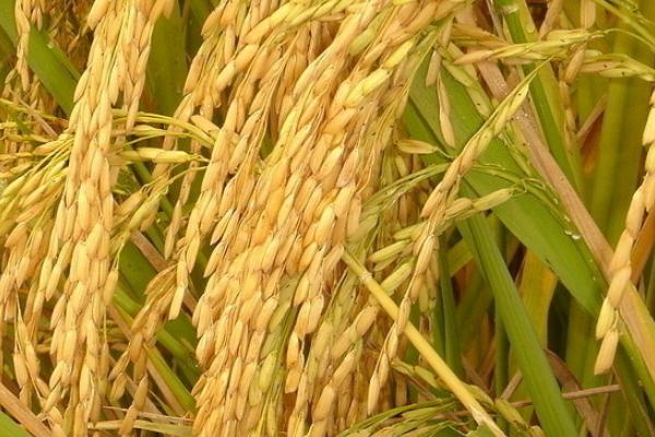 旱优78水稻种简介，每亩有效穗数15.2万