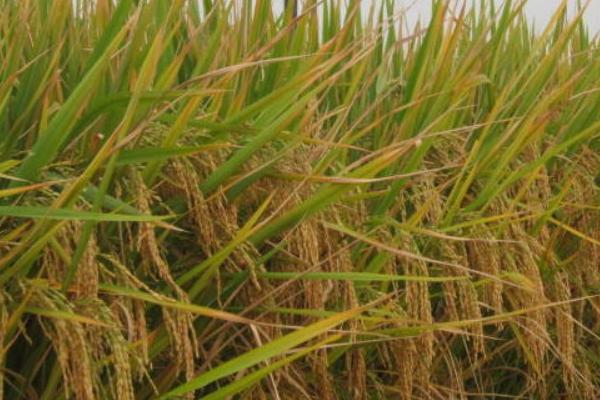旱优78水稻种简介，每亩有效穗数15.2万