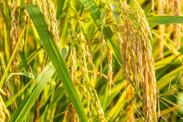 隆优534水稻种简介，秧田亩播种量15千克