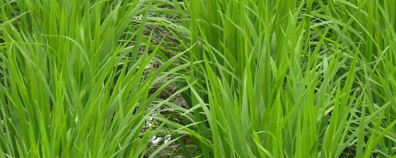 隆优534水稻种简介，秧田亩播种量15千克