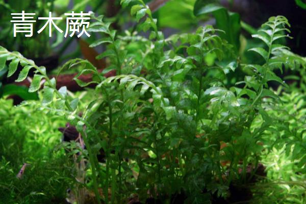 黑木蕨和青木蕨的区别，生长速度和栽植方式均不同