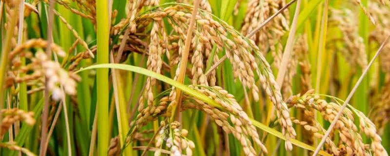 晶红优52水稻种子特点，全生育期141～162天