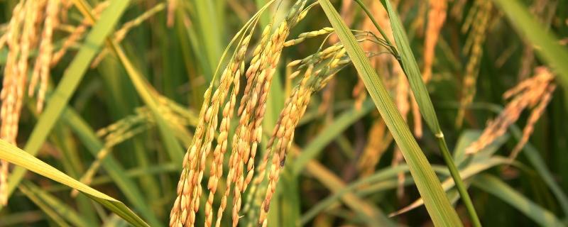 野香优新华粘水稻种子特点，全生育期140～164天