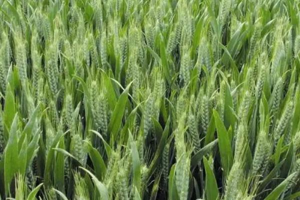 中科糯麦18小麦品种简介，2019年高抗条锈病