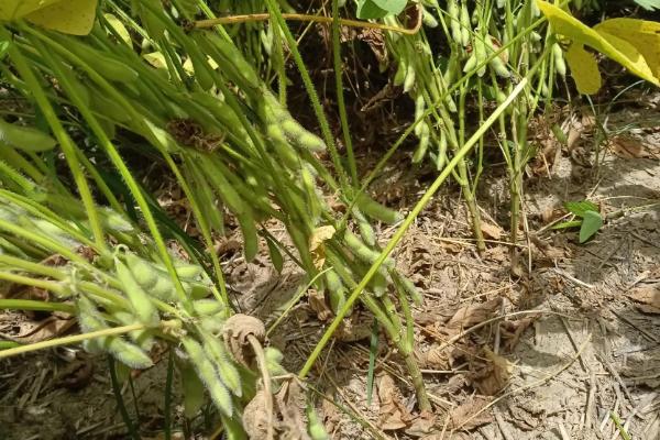 贡夏豆13大豆种子特点，花荚期注意防治豆荚螟及鼠害