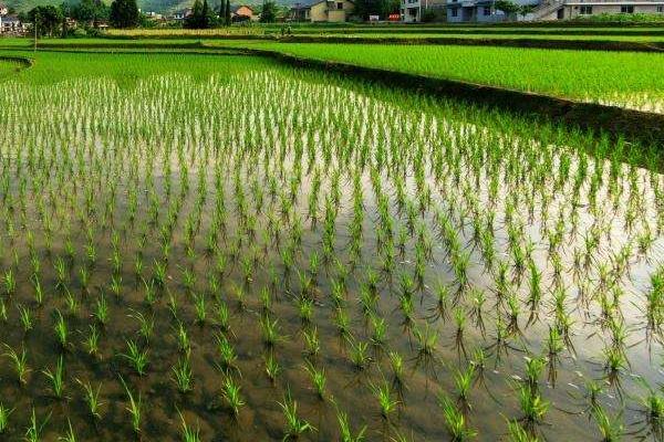 荃优9573水稻品种的特性，该品种株型适中