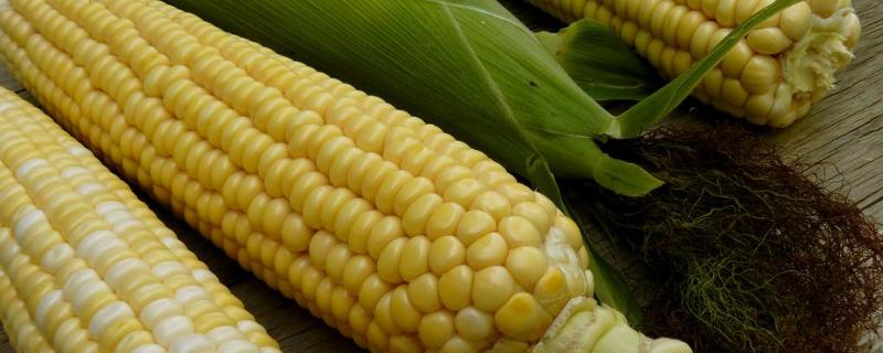 云良8号（试验名称：云良8号）玉米品种的特性，中上肥力地块种植