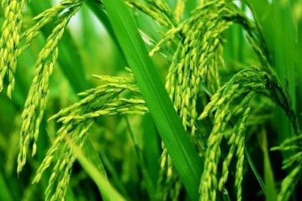 多年生稻23（试验名称：PR23）水稻种简介，生育期适中