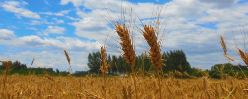 西农533小麦种子简介，属偏冬性中晚熟品种