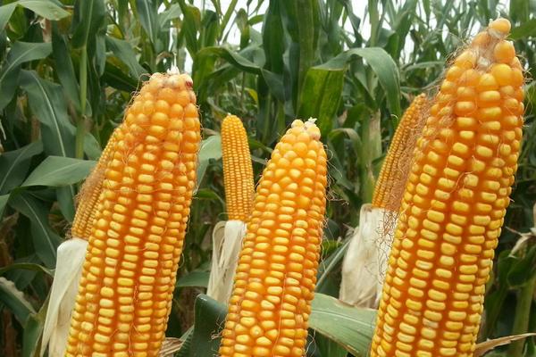 天玉8087玉米种子介绍，每亩保苗4300株左右