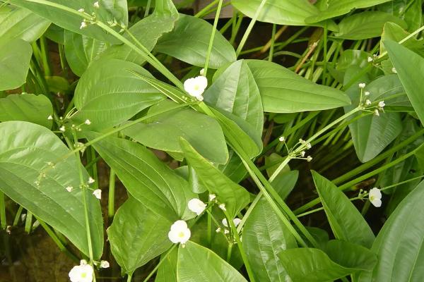 养孔雀鱼用什么水草，可选择阿根廷蜈蚣草、红柳、水芋等