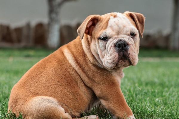 斗牛犬的种类，不同国家的斗牛犬特点不同