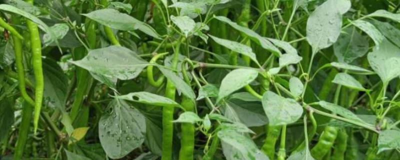 辣椒的种植技术，播种期为3-7月份