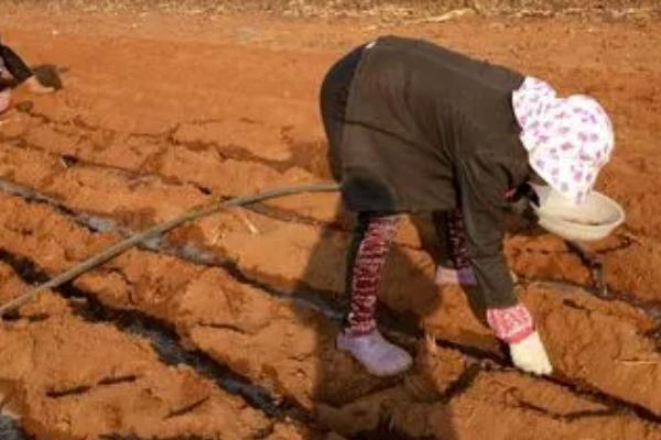 越冬菠菜什么时候种植，可在平均气温在17-19℃时播种