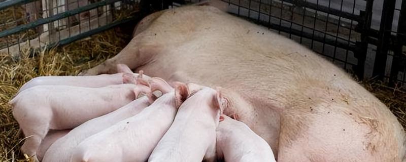 母猪咬小猪是什么原因，一般由于初产母猪首次生产没有相关经验