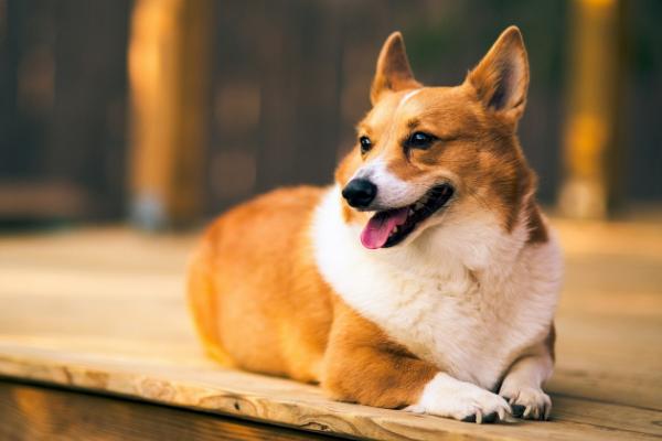 狗狗缺钙如何解决，可饲喂虾、蛋、骨头汤等富含钙元素的食物