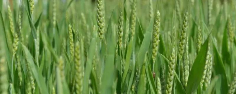 冀中麦6号小麦种简介，该品种属半冬性品种