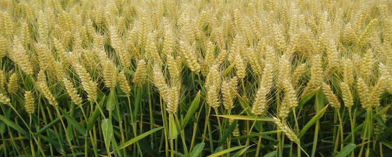 徐麦134小麦种子特点，每亩有效穗41.4万