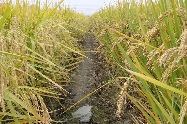 粤美优219水稻种子特征特性，晚造全生育期115～119天