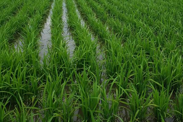 广晶龙占水稻种子介绍，感温型常规稻品种
