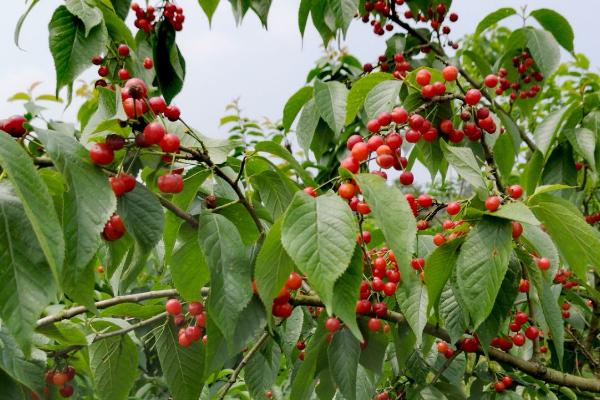 樱桃早产高产技术，采用适当密植和自由纺锤形的方式