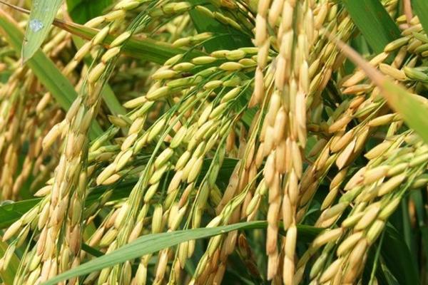 申优28水稻种子简介，做好病虫害的综合防治