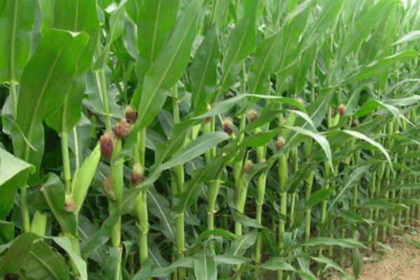 伟玉207玉米品种简介，5月下旬至6月中旬播种