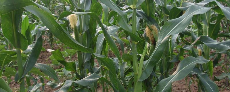 润农718玉米种子特征特性，确定最佳的播种期