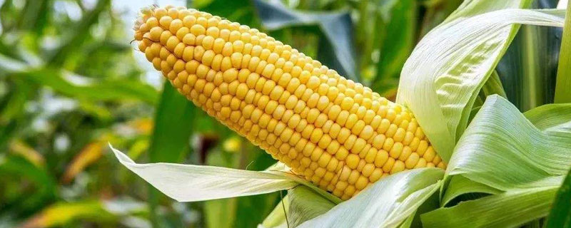 农科糯387玉米品种的特性，增加钾肥量注意防治病虫害