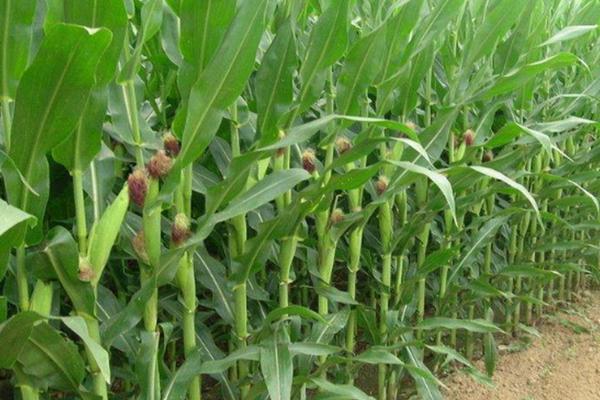 江甜012玉米品种简介，每亩定植3500棵左右