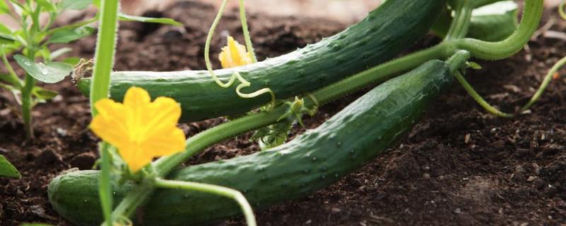 夏季适合种植什么蔬菜，适合种生菜、韭菜、黄瓜等