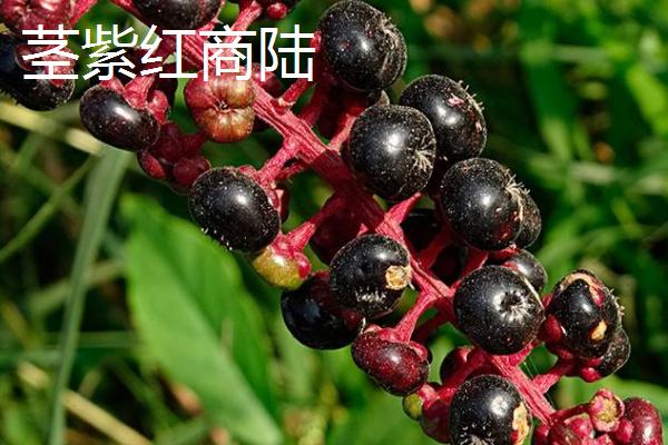 茎紫红商陆与绿茎商陆的区别，来源、植株和作用均不同