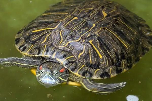 春季是否要将乌龟放在水中，可以入水但要让它们适应一段时间