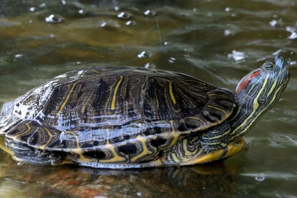 春季是否要将乌龟放在水中，可以入水但要让它们适应一段时间