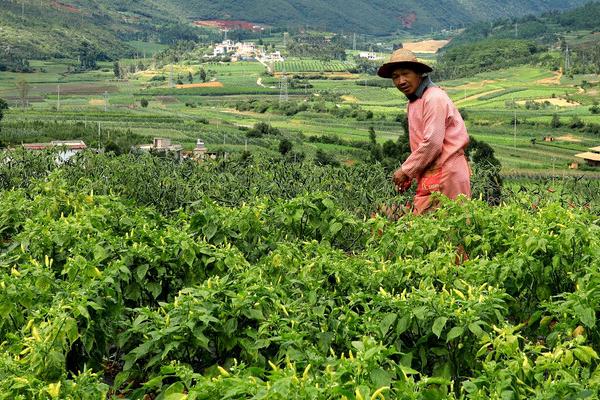 小米辣栽培技术，定植在土壤温度为15℃以上的时候进行