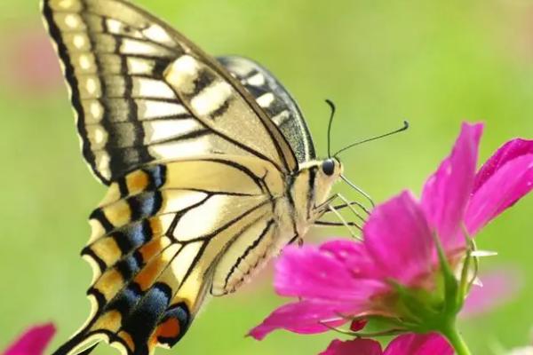 蝴蝶的食物，通常以植物的嫩叶、嫩芽为食