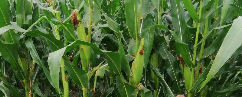 SMC859玉米种简介，播种期6月上中旬