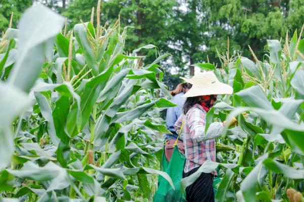 京科938玉米种子特点，5月下旬至6月上中旬播种