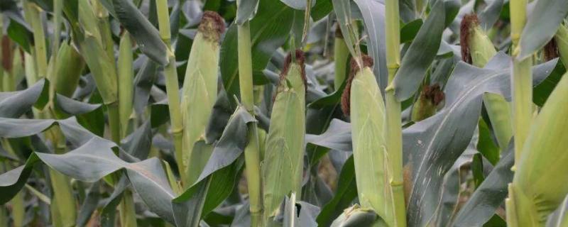 京科252玉米种子介绍，播种期6月上中旬