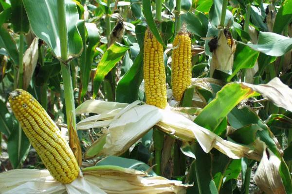 鸿旭78玉米品种的特性，密度是4500株/亩
