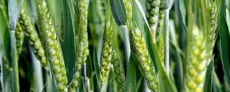 华麦188小麦种子特点，高肥水田适当降低播种量
