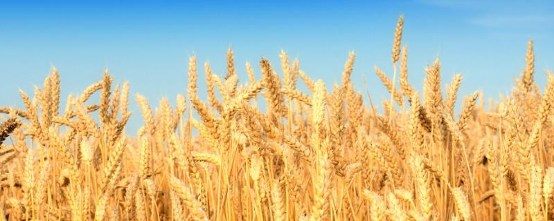 濮麦053小麦种子特征特性