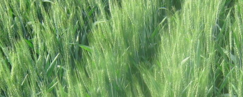 成麦296小麦品种简介，高肥田适当降低播种量
