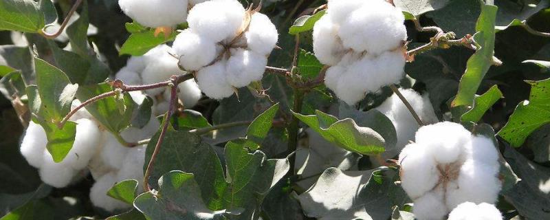 国欣棉31棉花品种简介，4月上中旬播种